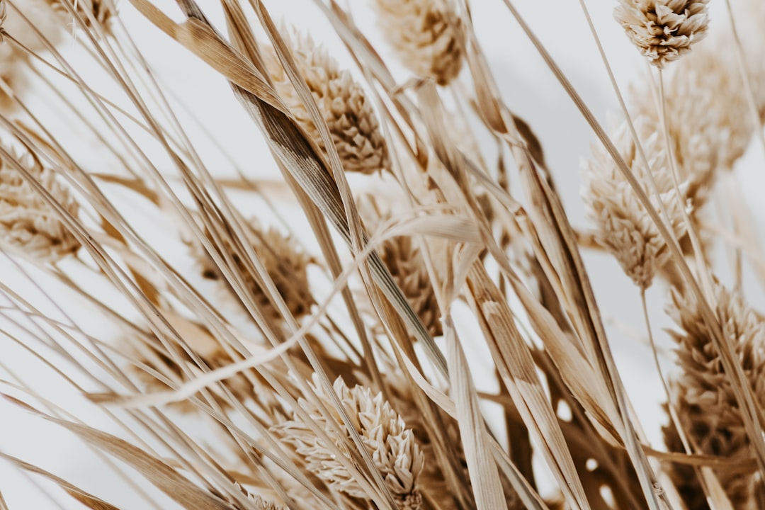 brown wheat field during daytime