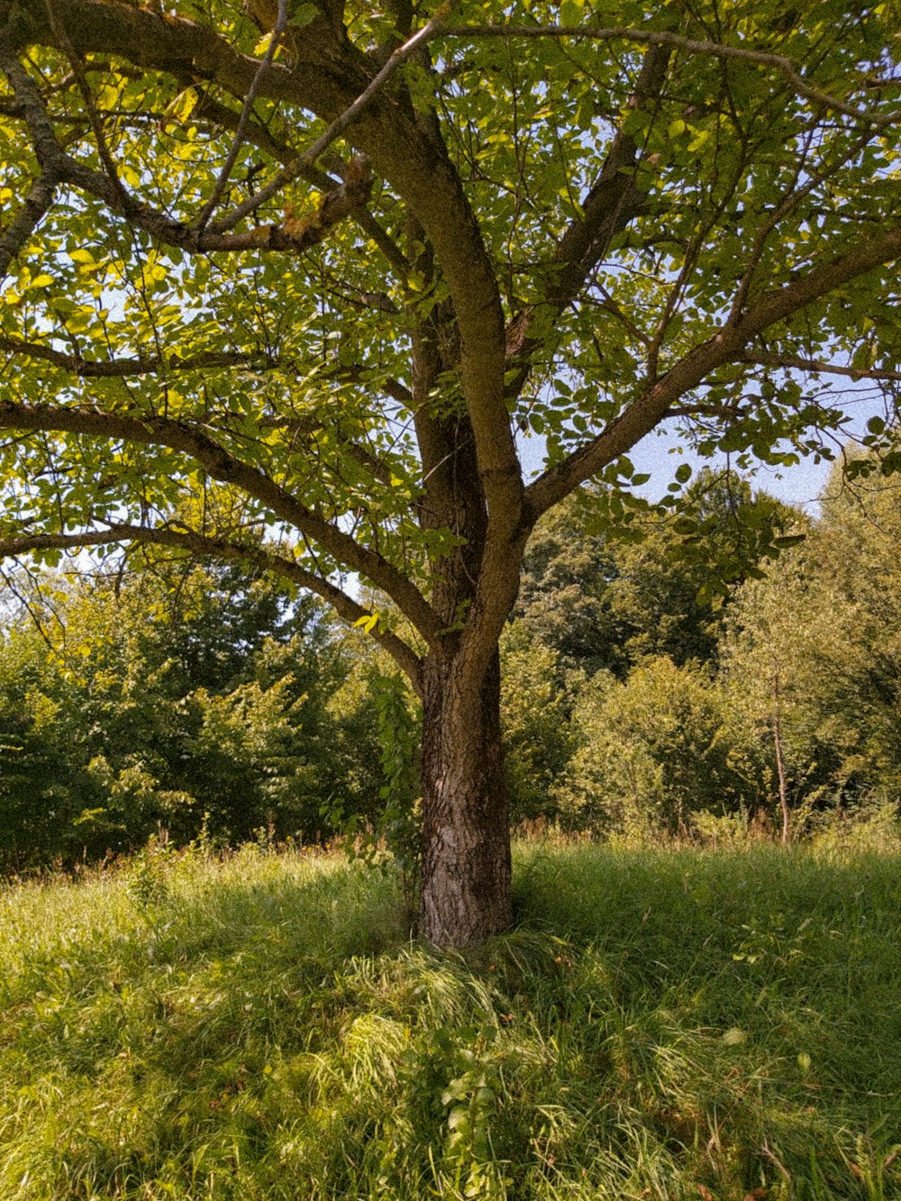 green grass field with green trees