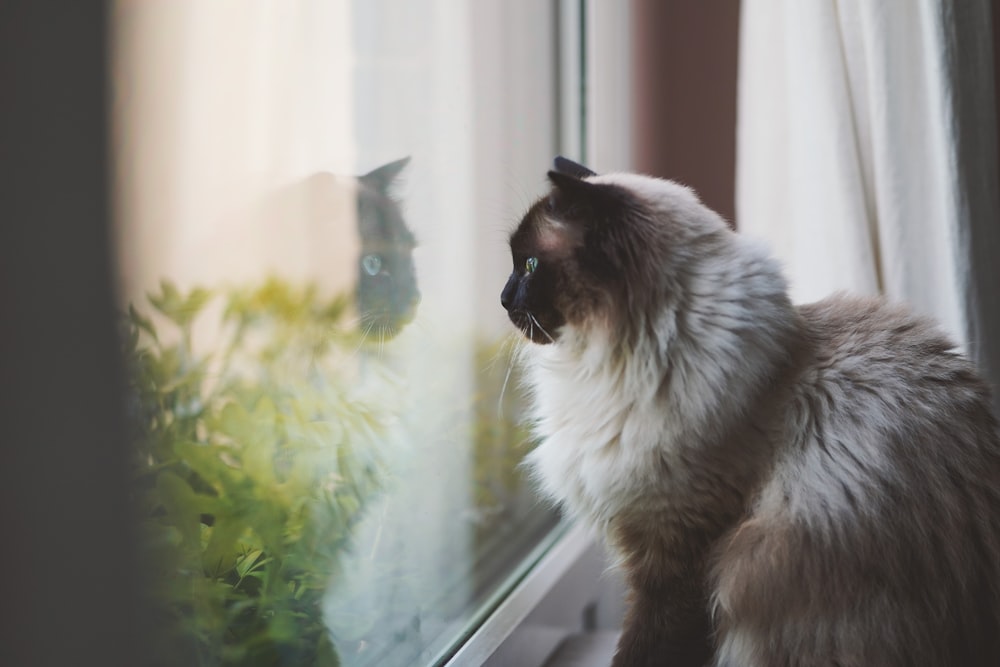 white and black long fur cat on window