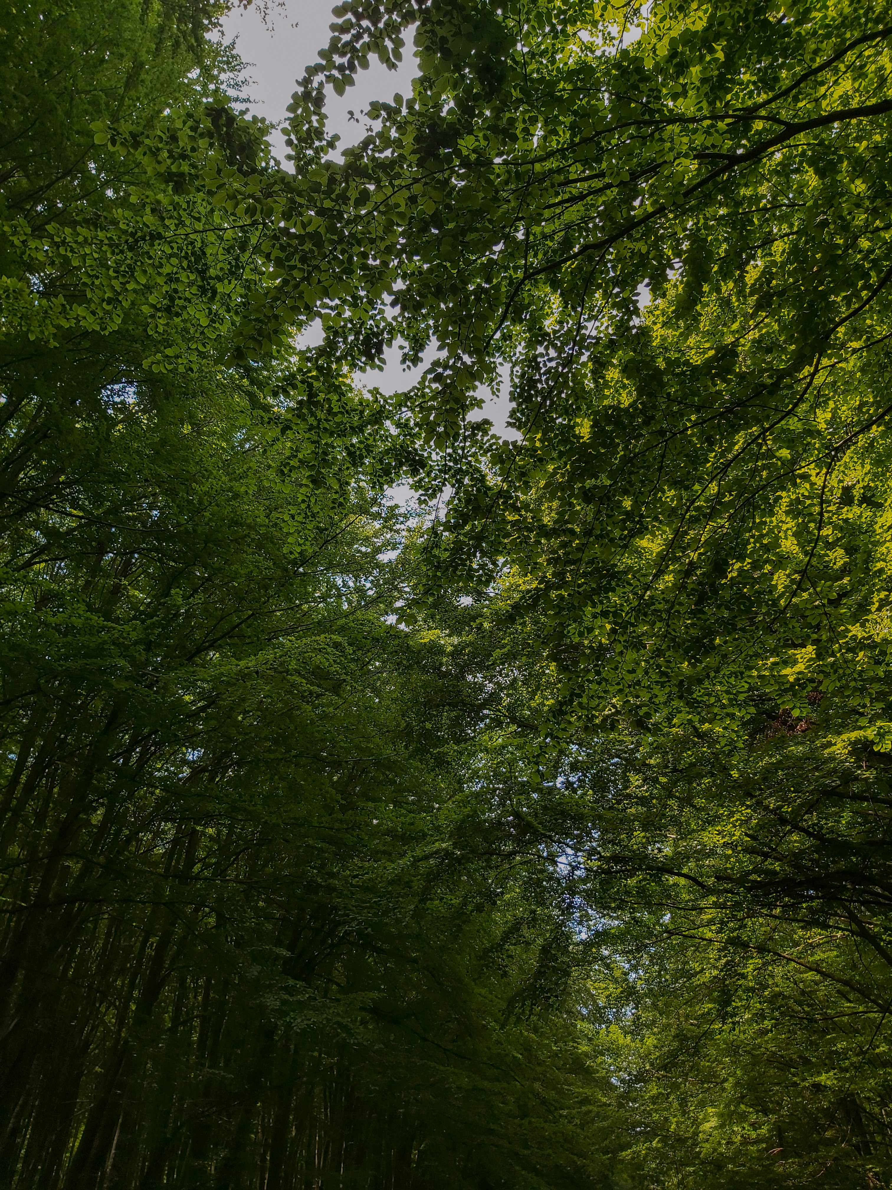 green trees under white sky during daytime