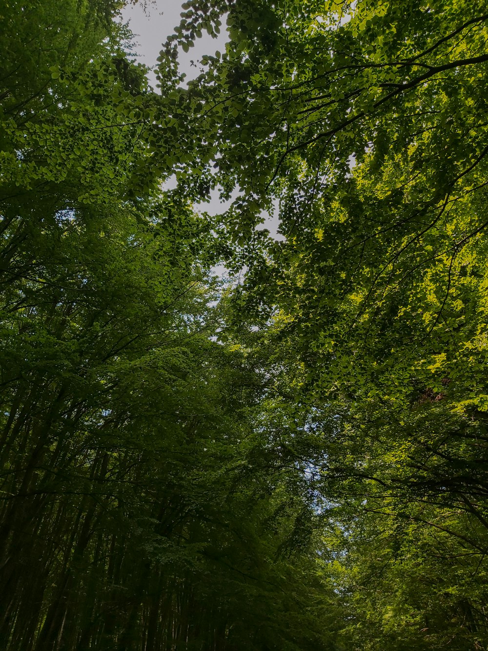 green trees under white sky during daytime