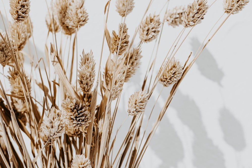 brown wheat field during daytime