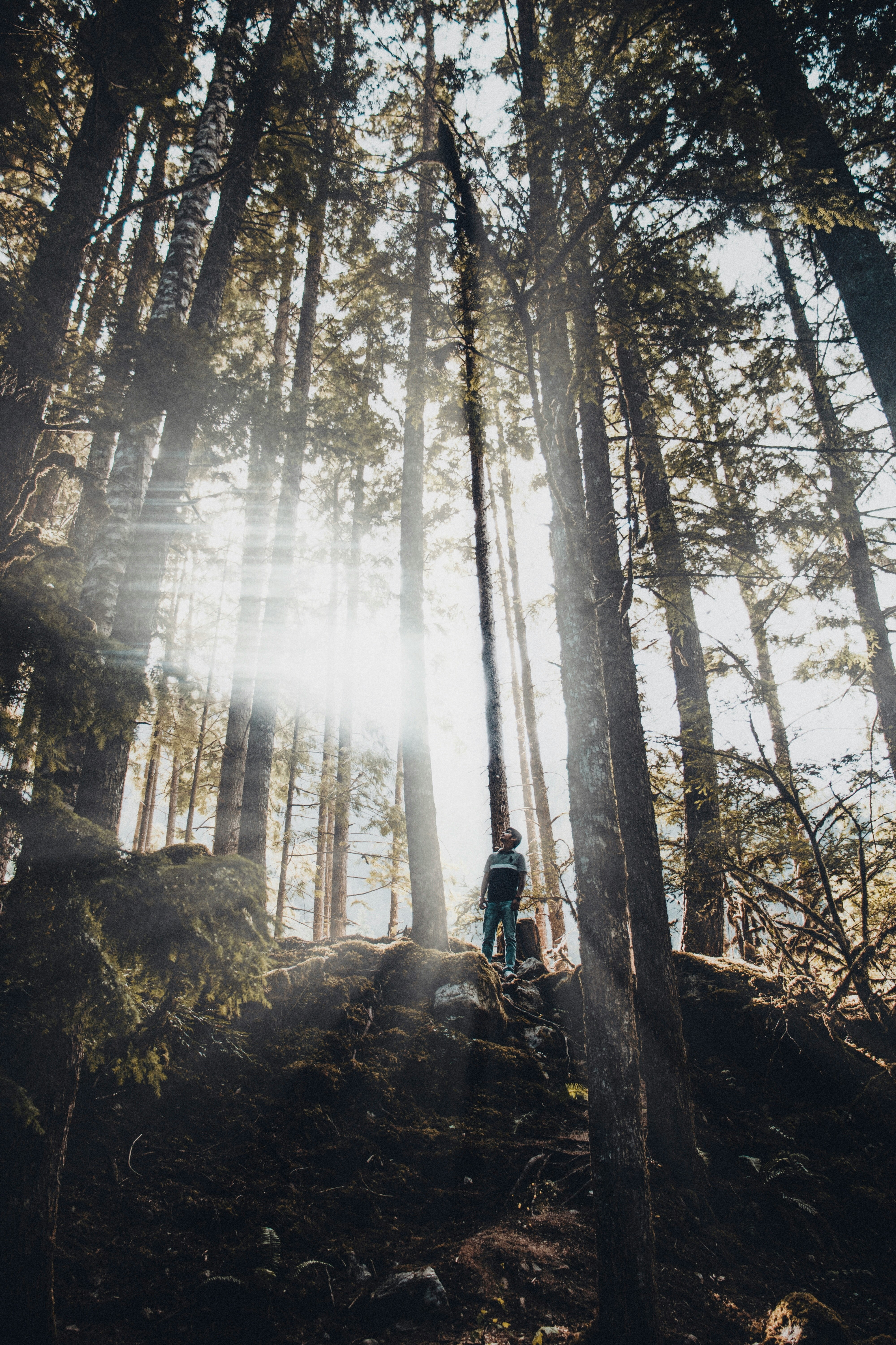 person in black jacket standing on brown rock in forest during daytime