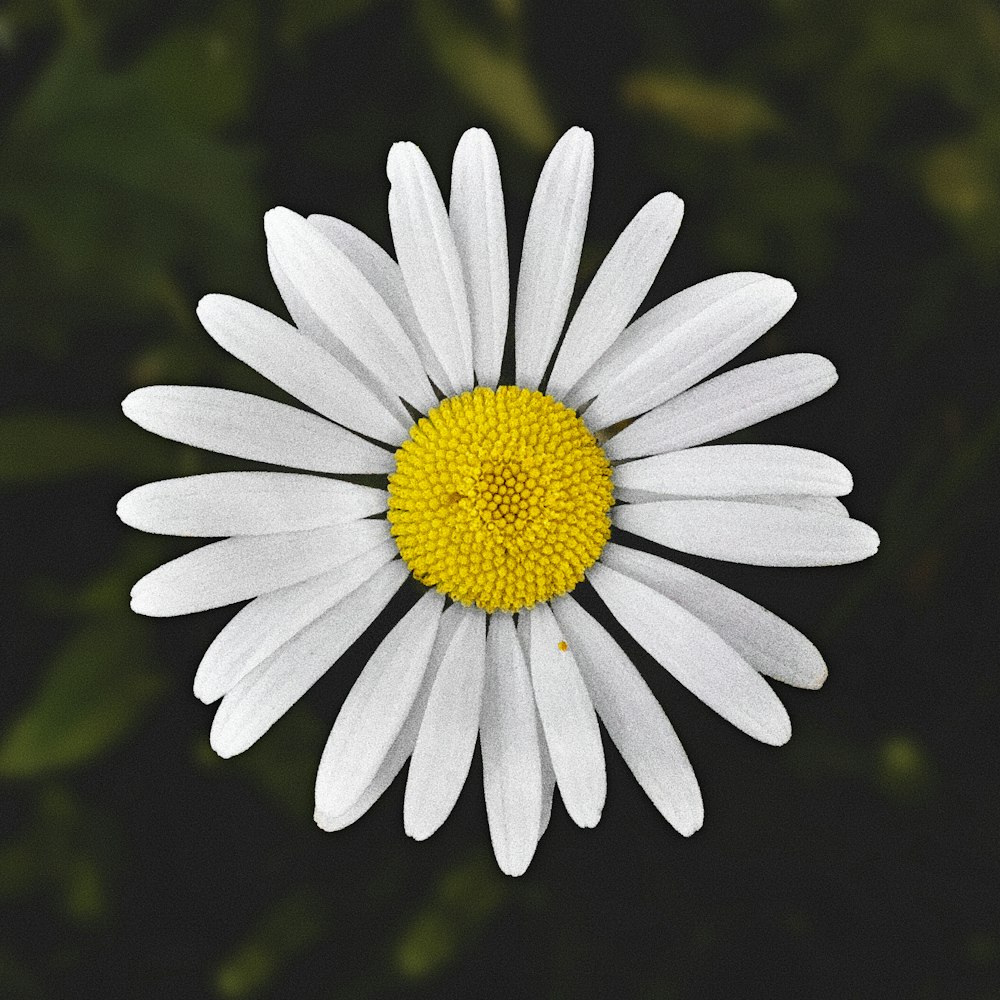 white daisy in bloom during daytime