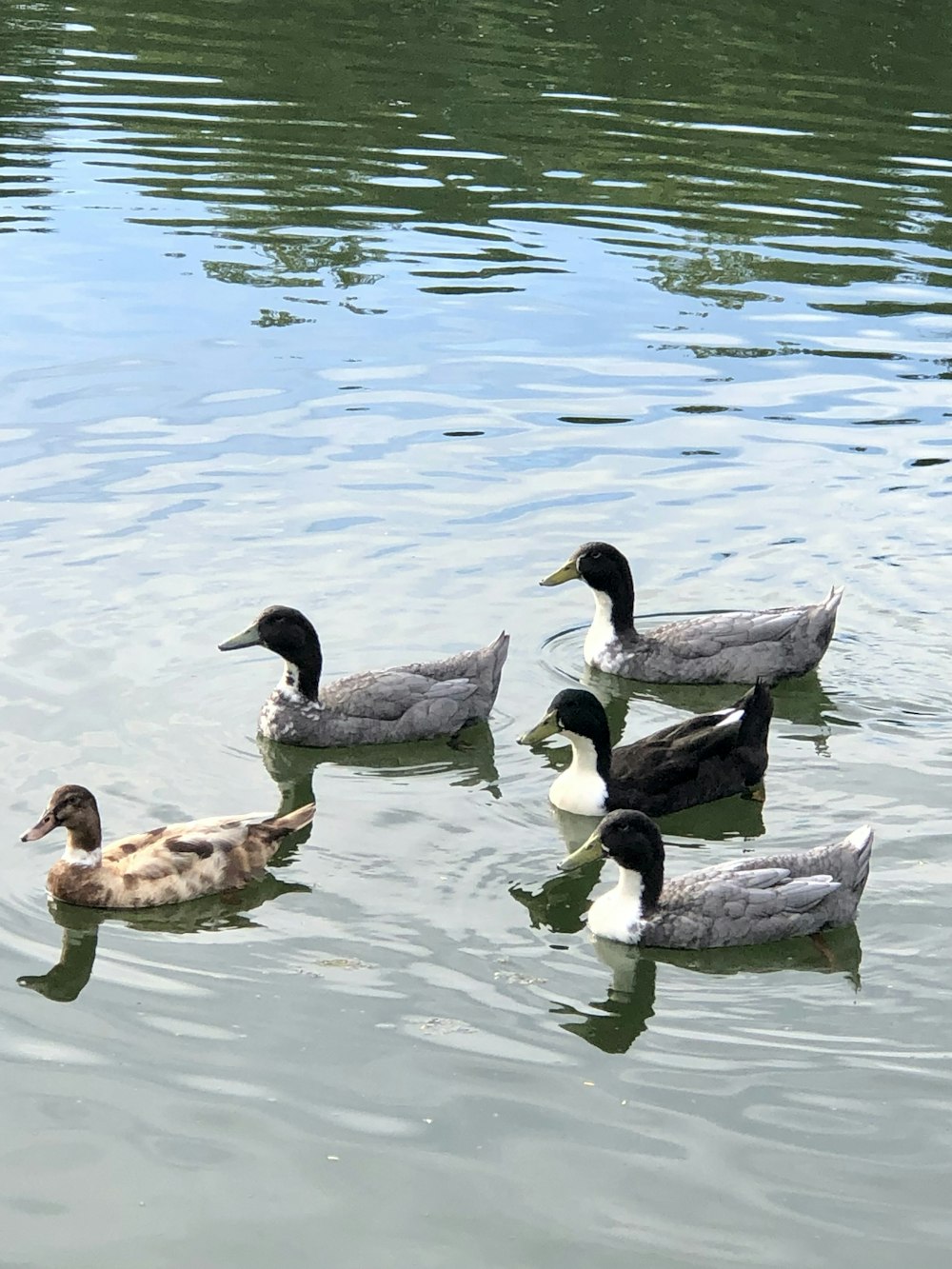 black and white duck on water during daytime