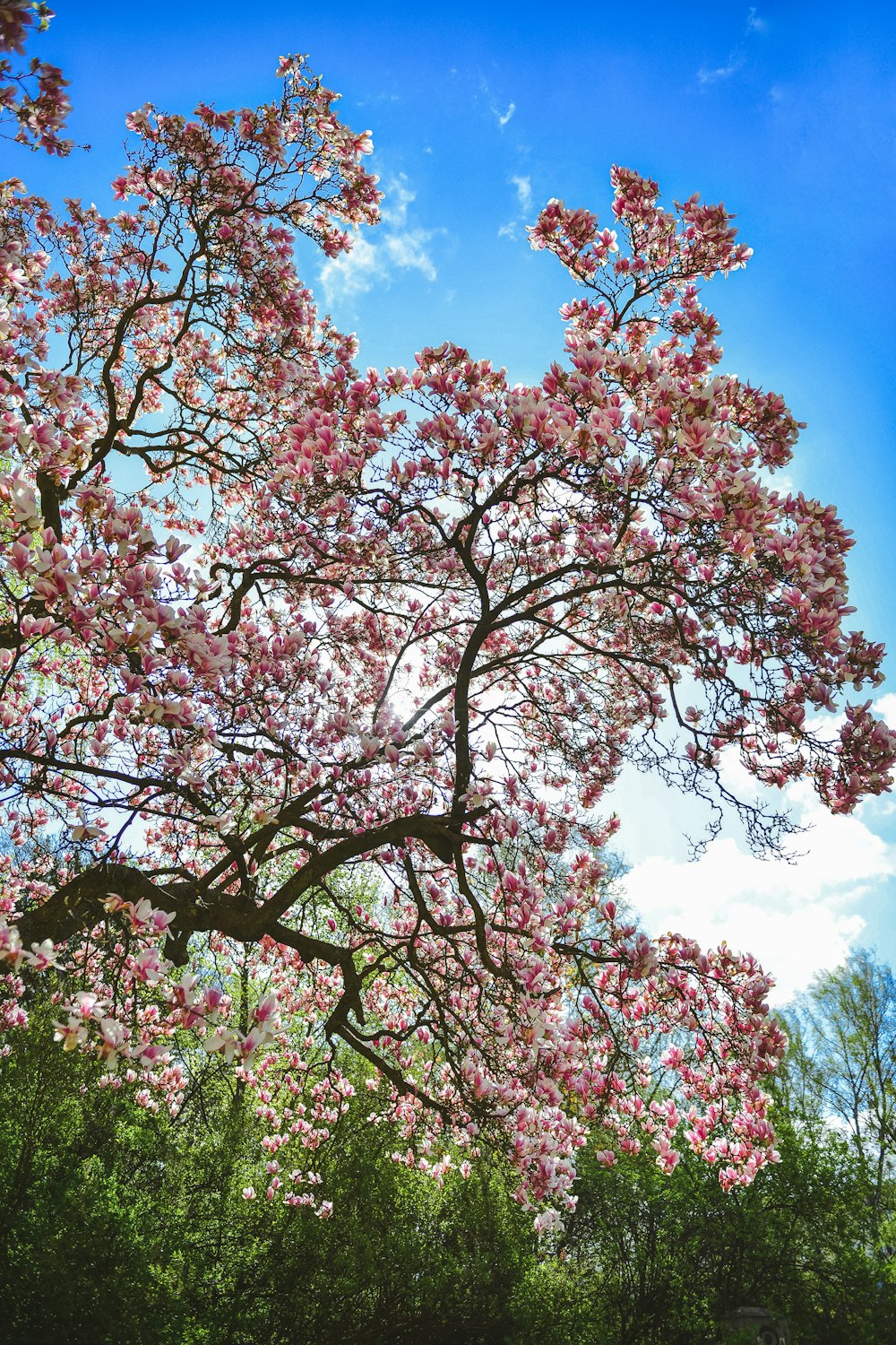 Albero di ciliegio rosa in fiore sotto il cielo blu durante il giorno