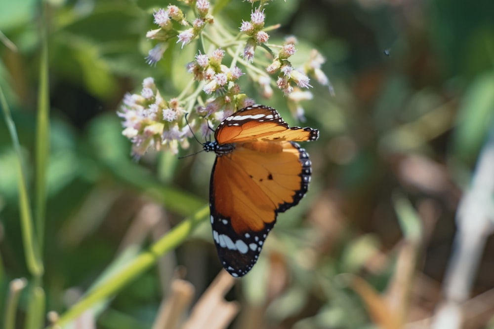 Mariposa monarca posada en flor blanca en fotografía de primer plano durante el día