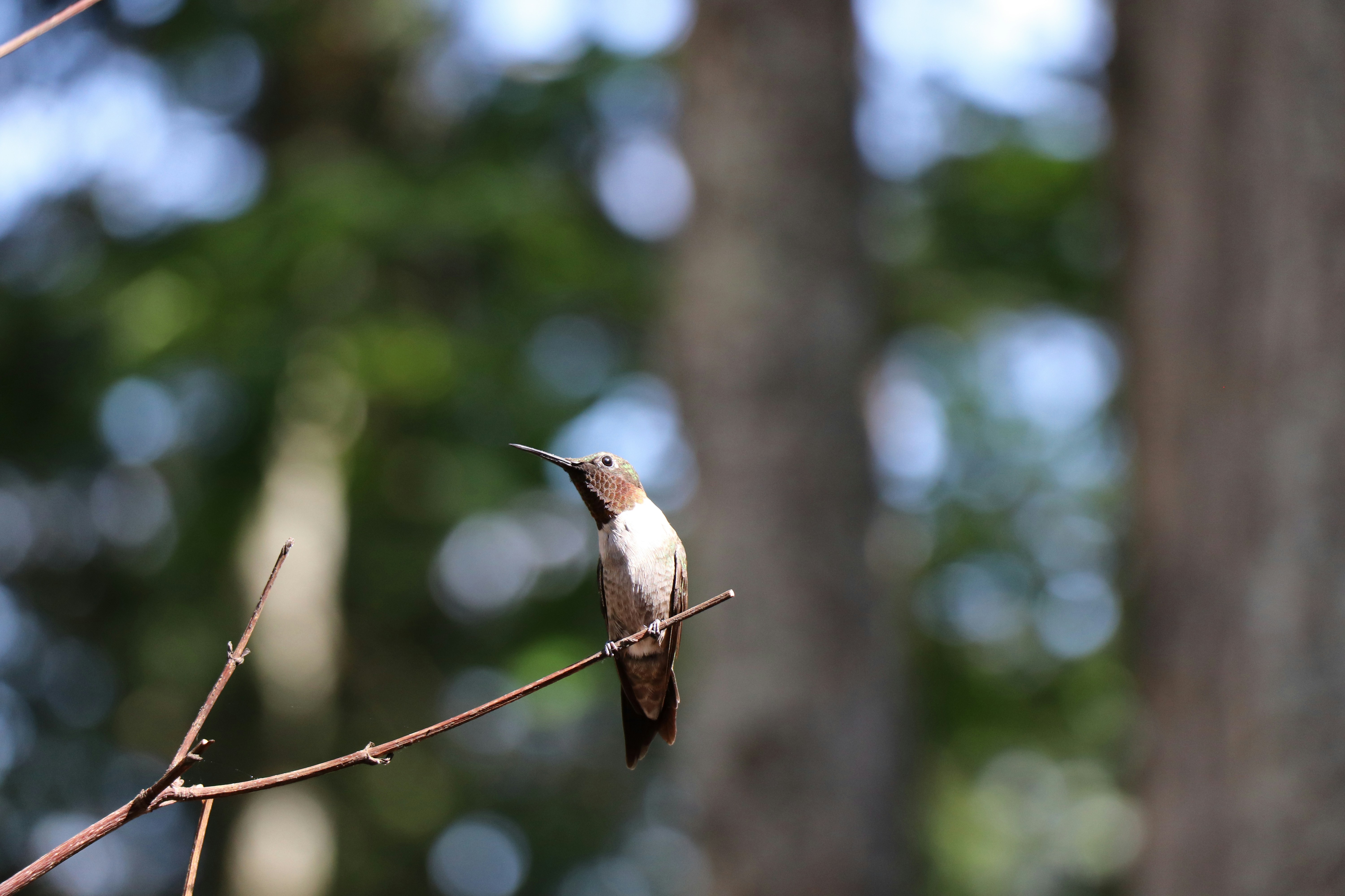 brown and white bird on brown tree branch during daytime