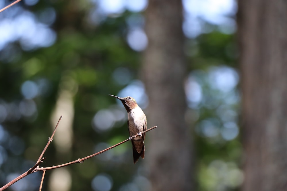 brown and white bird on brown tree branch during daytime