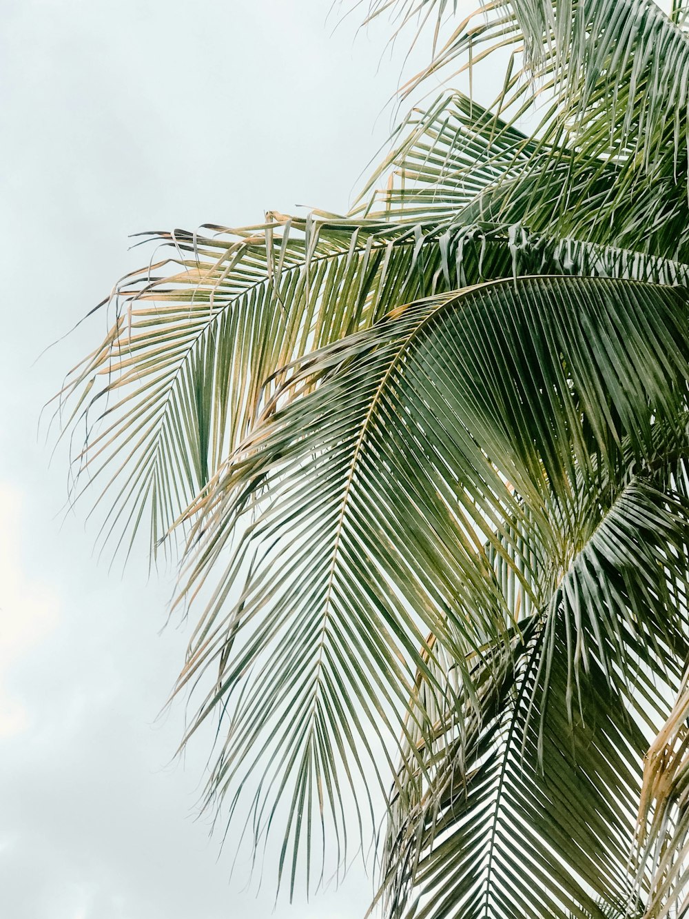 green palm tree under white clouds