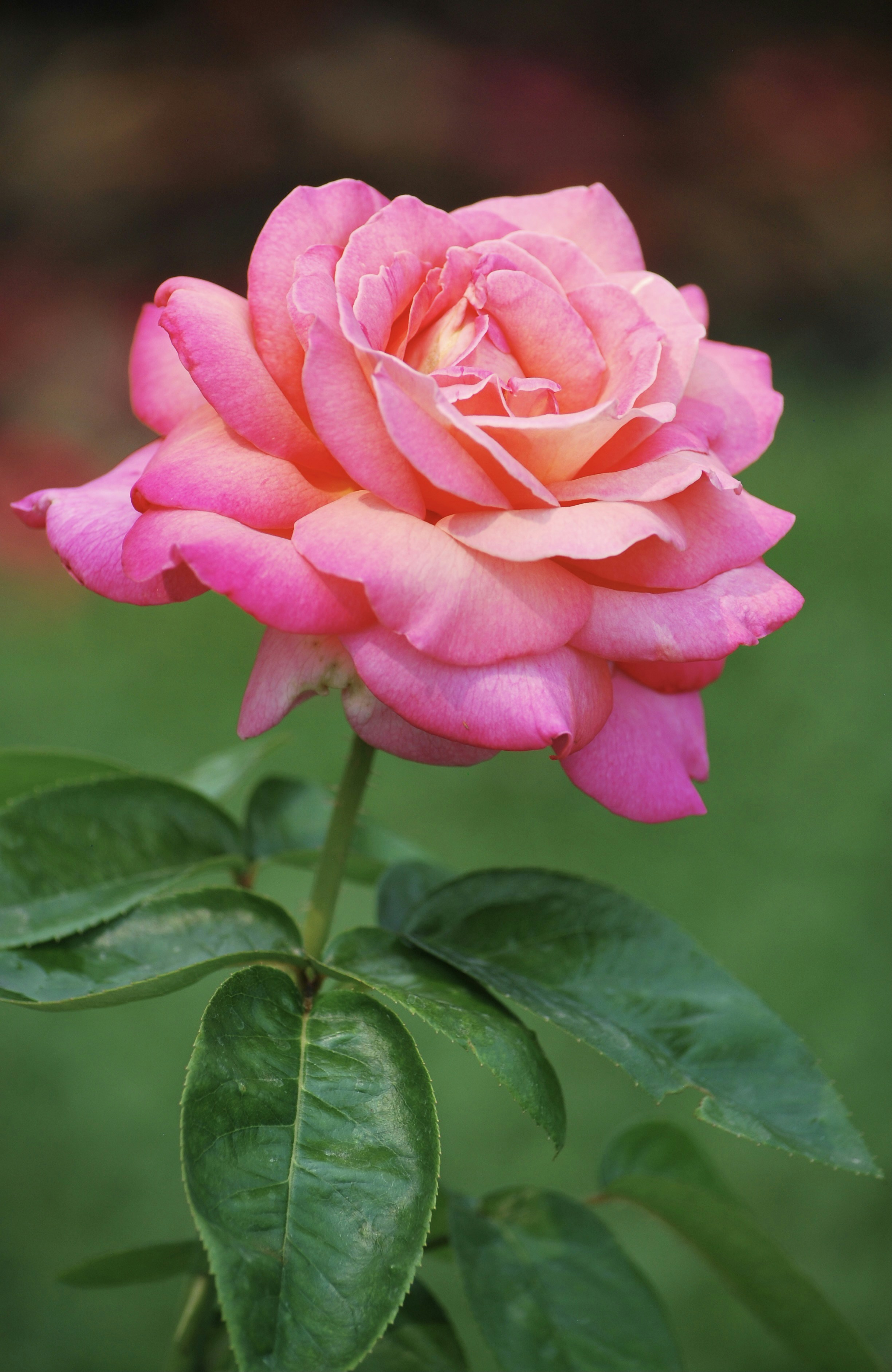 Photo by tonitisdale