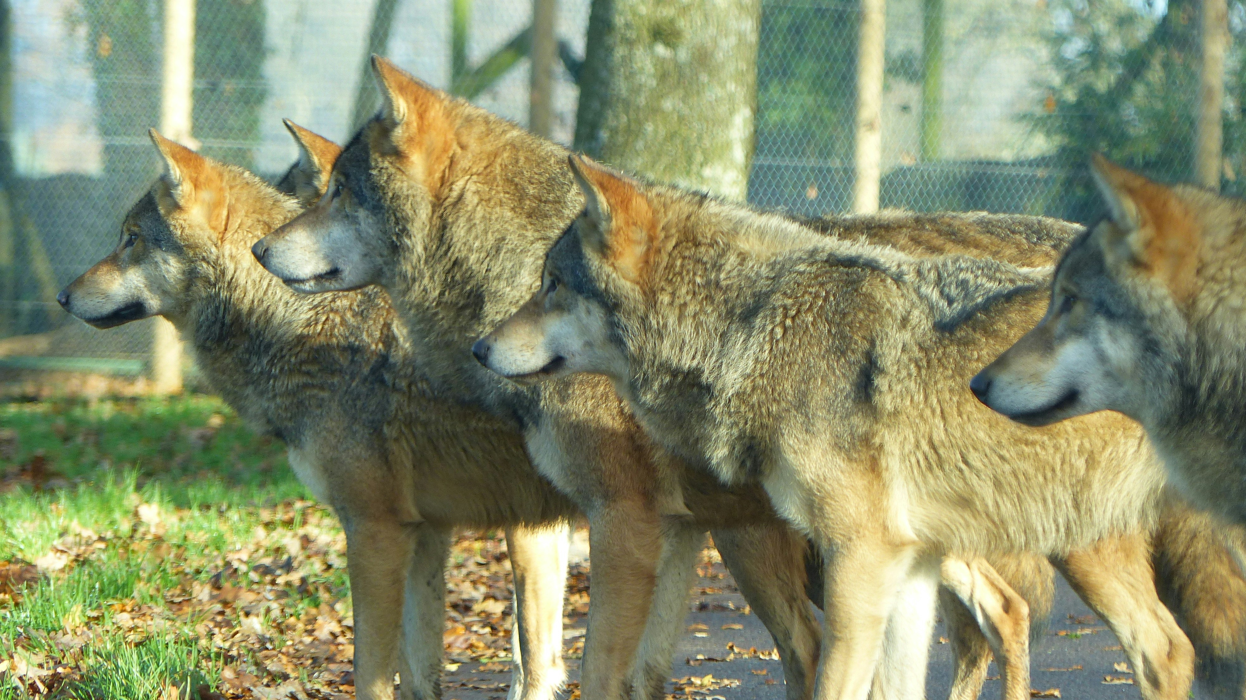 Bailando con lobos