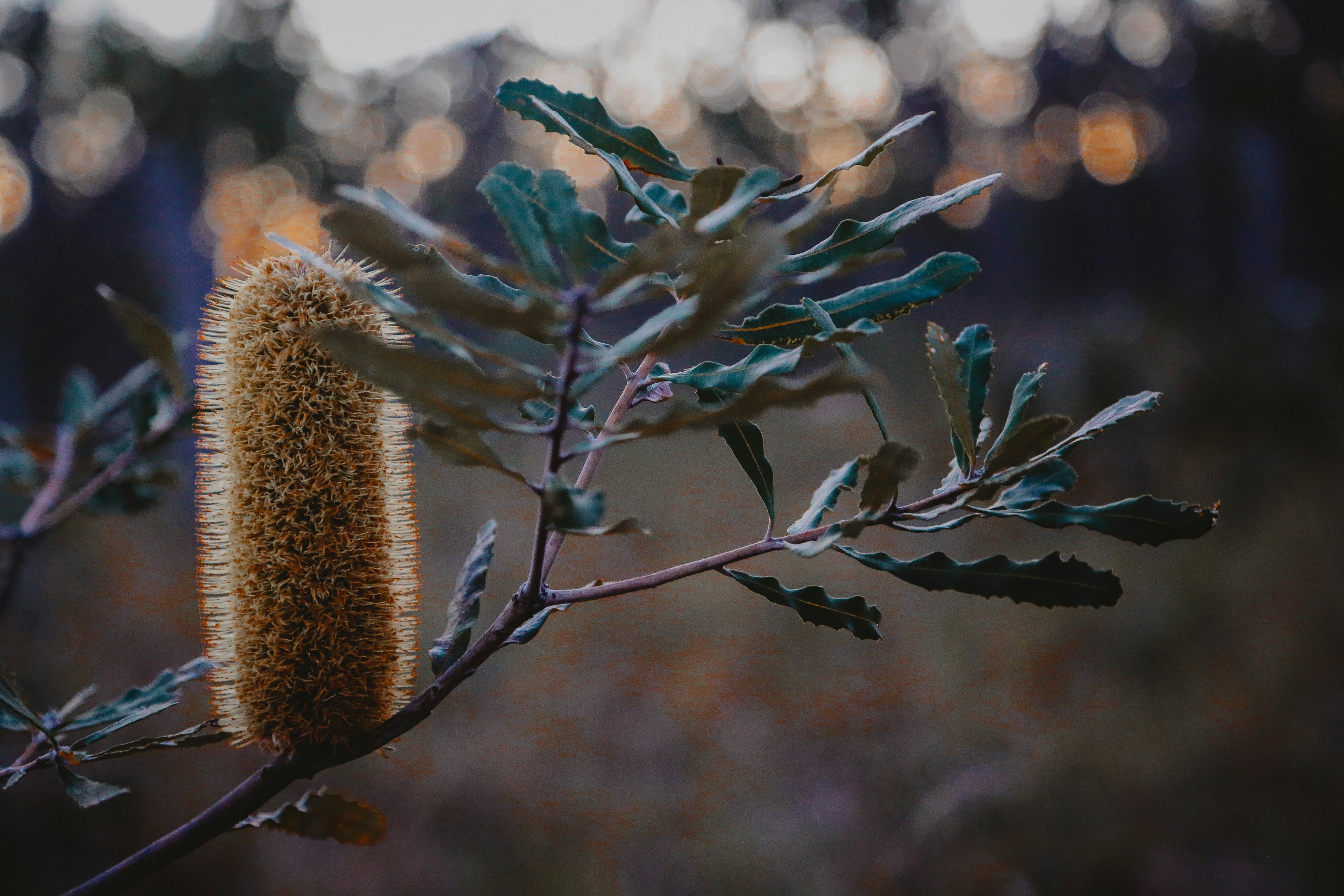 brown plant in tilt shift lens