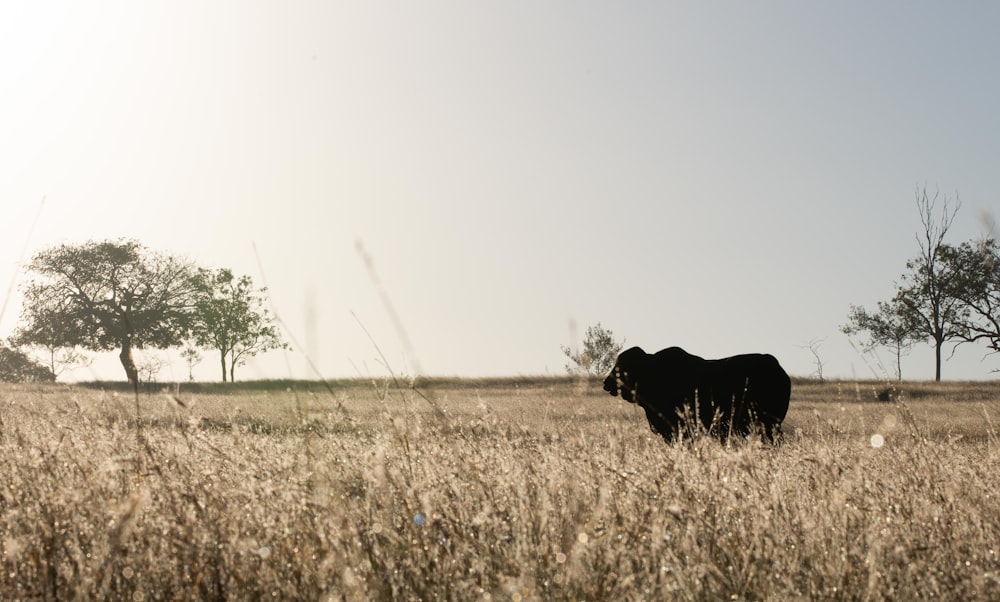 black cow on brown grass field during daytime