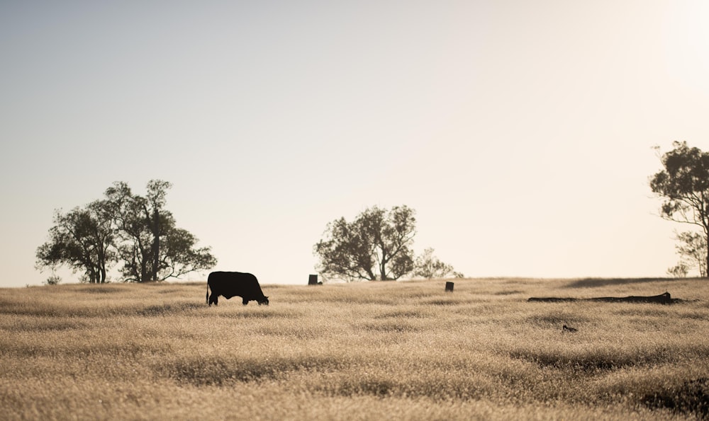 black cow on brown grass field during daytime