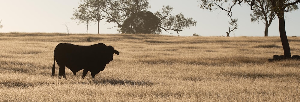 black cow on brown grass field during daytime