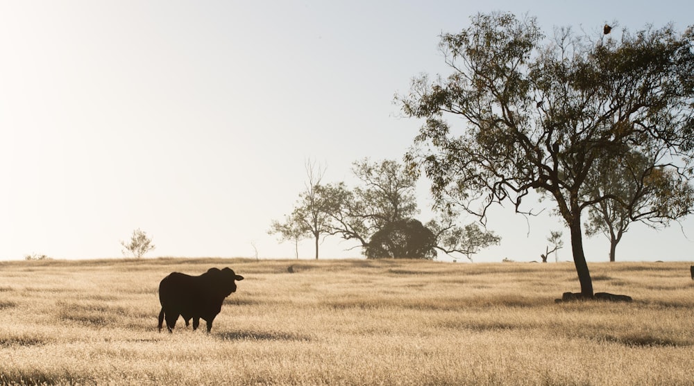 black cow on brown grass field during daytime