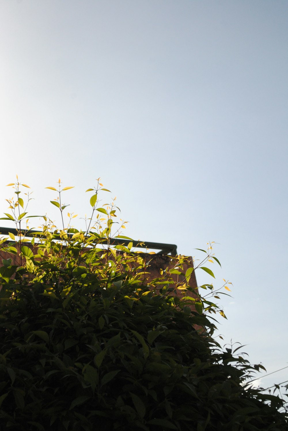 green plant on brown concrete wall