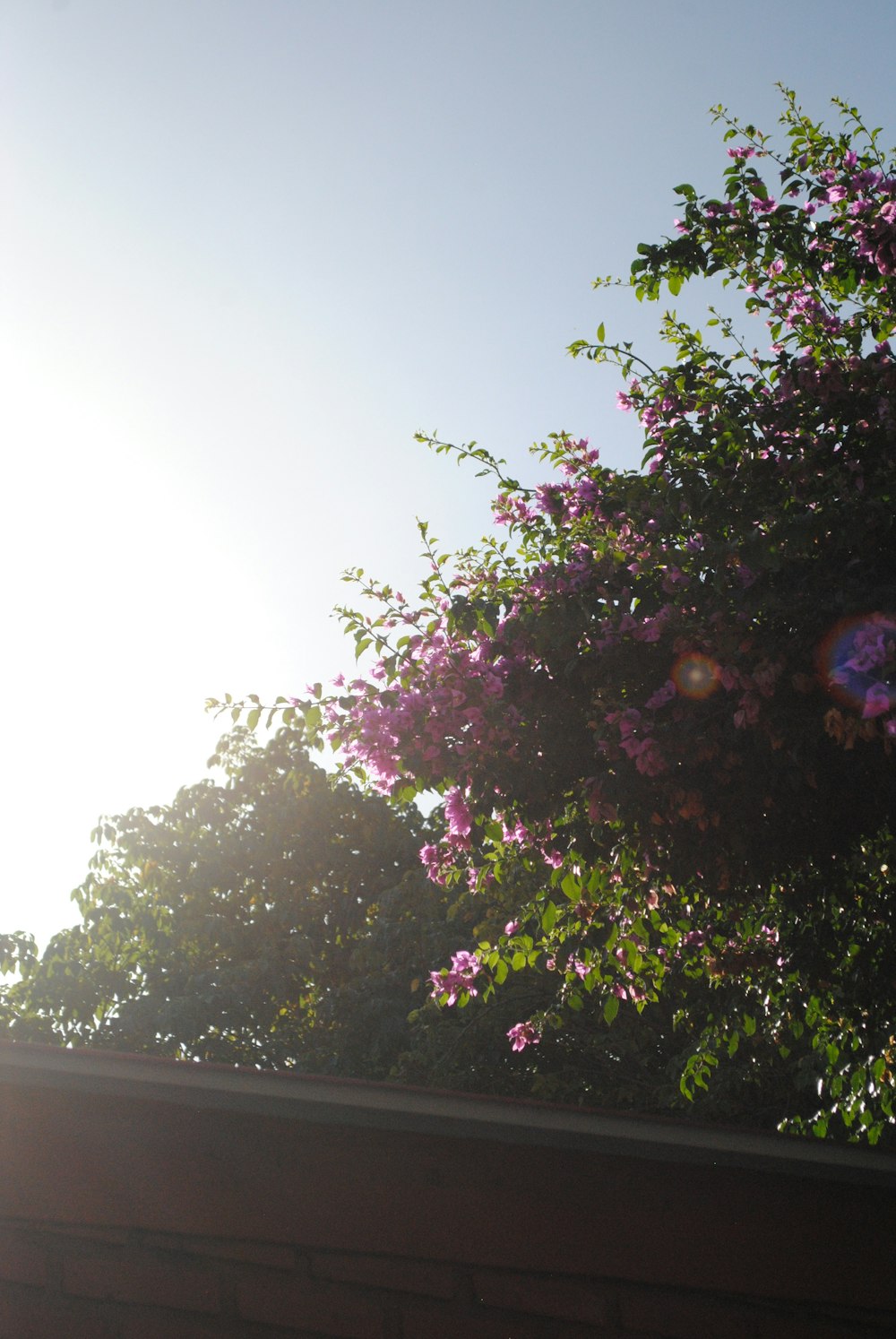 rosa Blüten mit grünen Blättern tagsüber