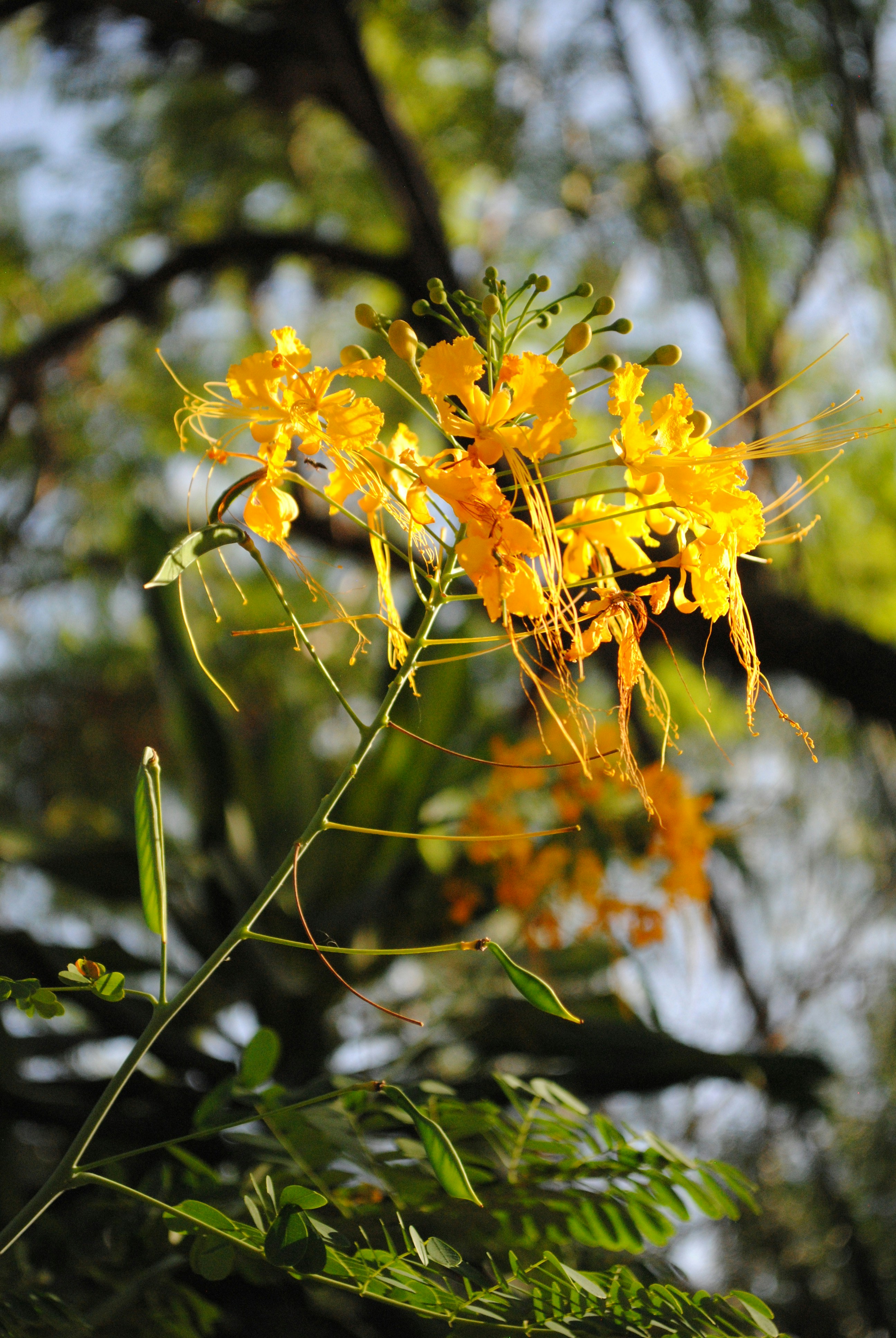 flor amarela na lente de deslocamento de inclinação