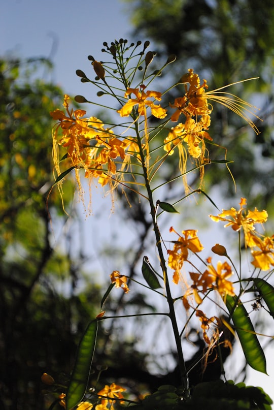 yellow flowers in tilt shift lens in Tegucigalpa Honduras