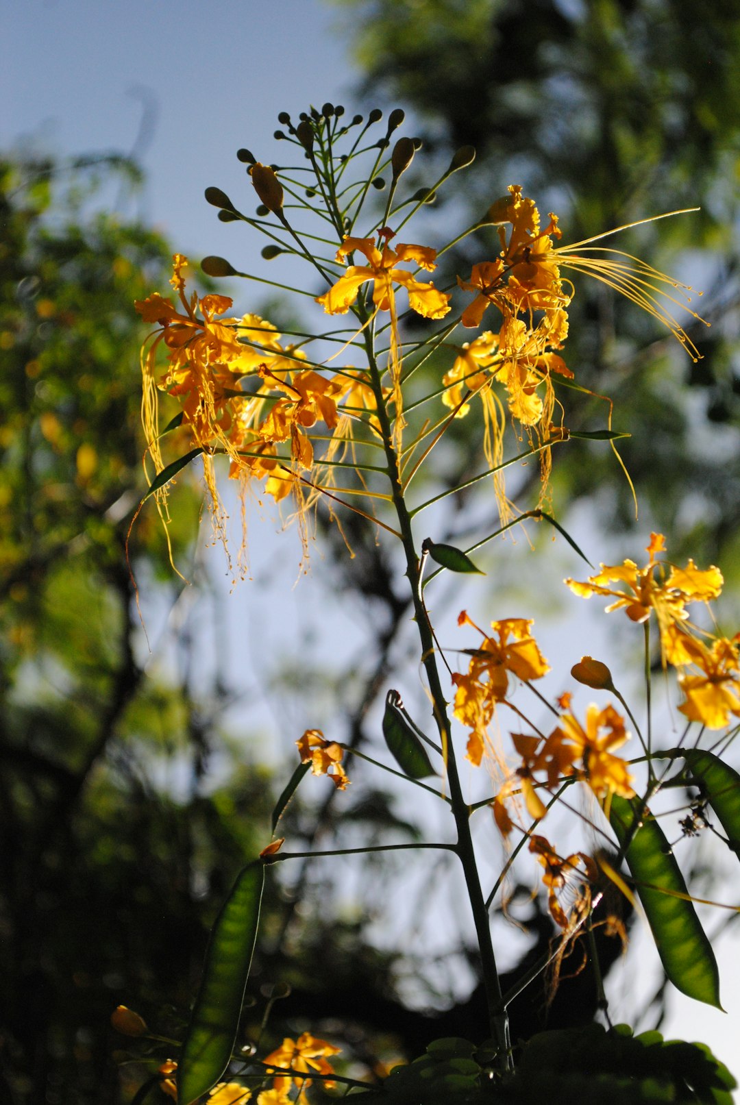 yellow flowers in tilt shift lens