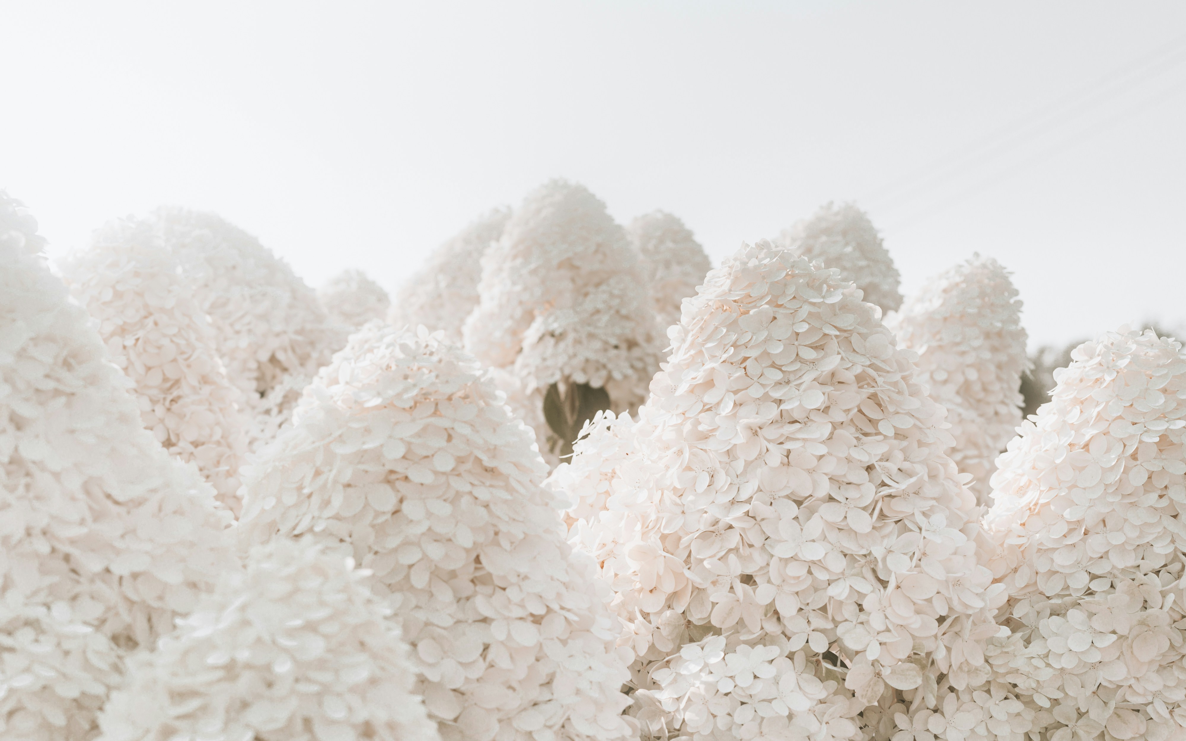 Photo by kierinsightarchives