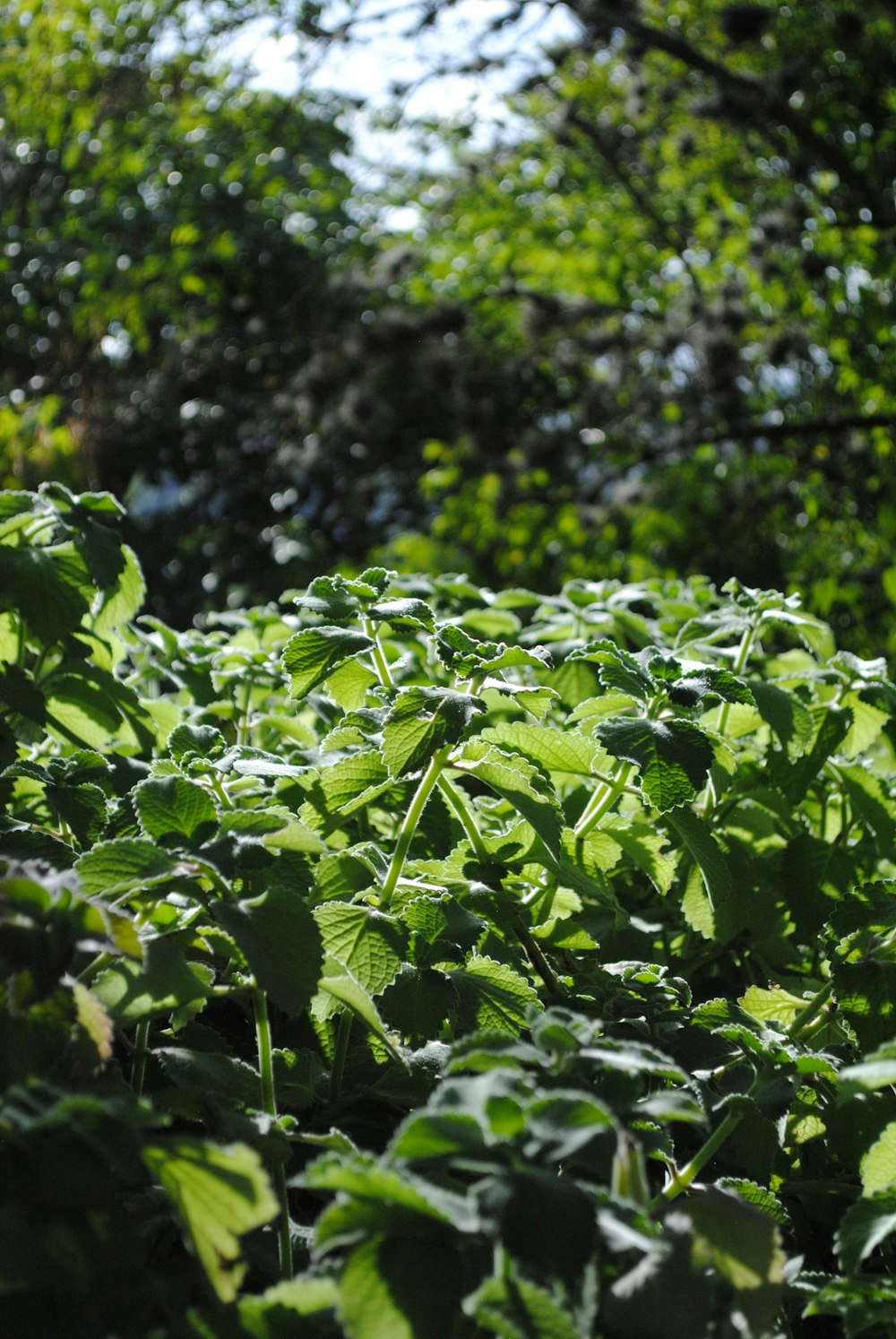 green leaves in tilt shift lens