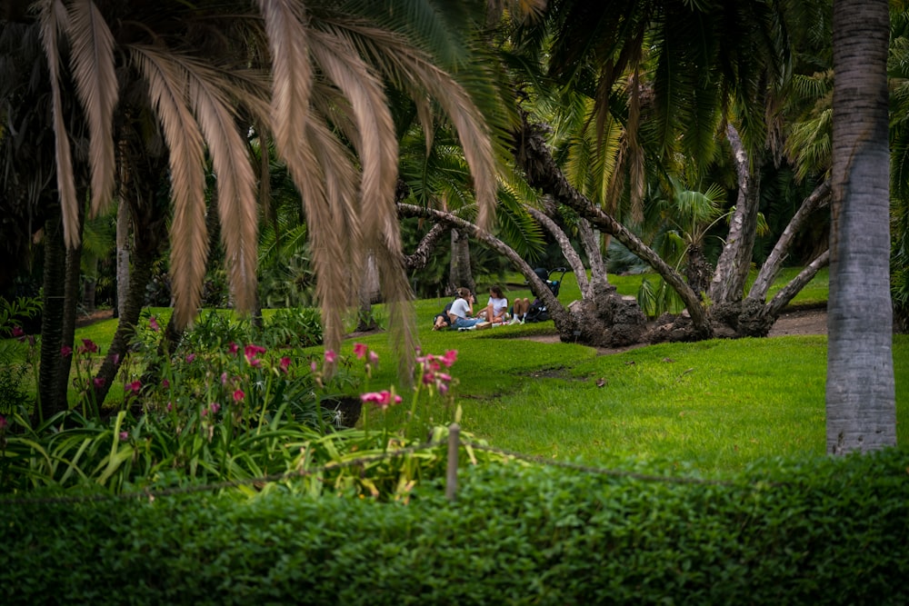 green grass field with palm trees