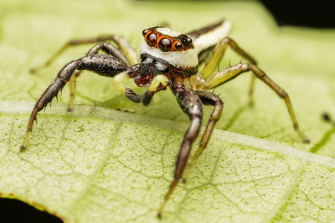 brown and black spider on green leaf