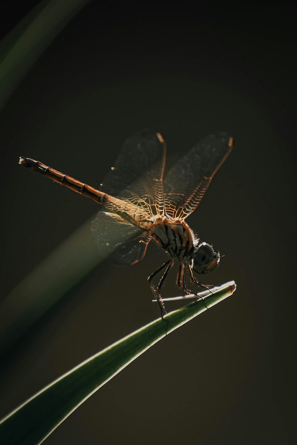 brown and black dragonfly on green leaf in close up photography