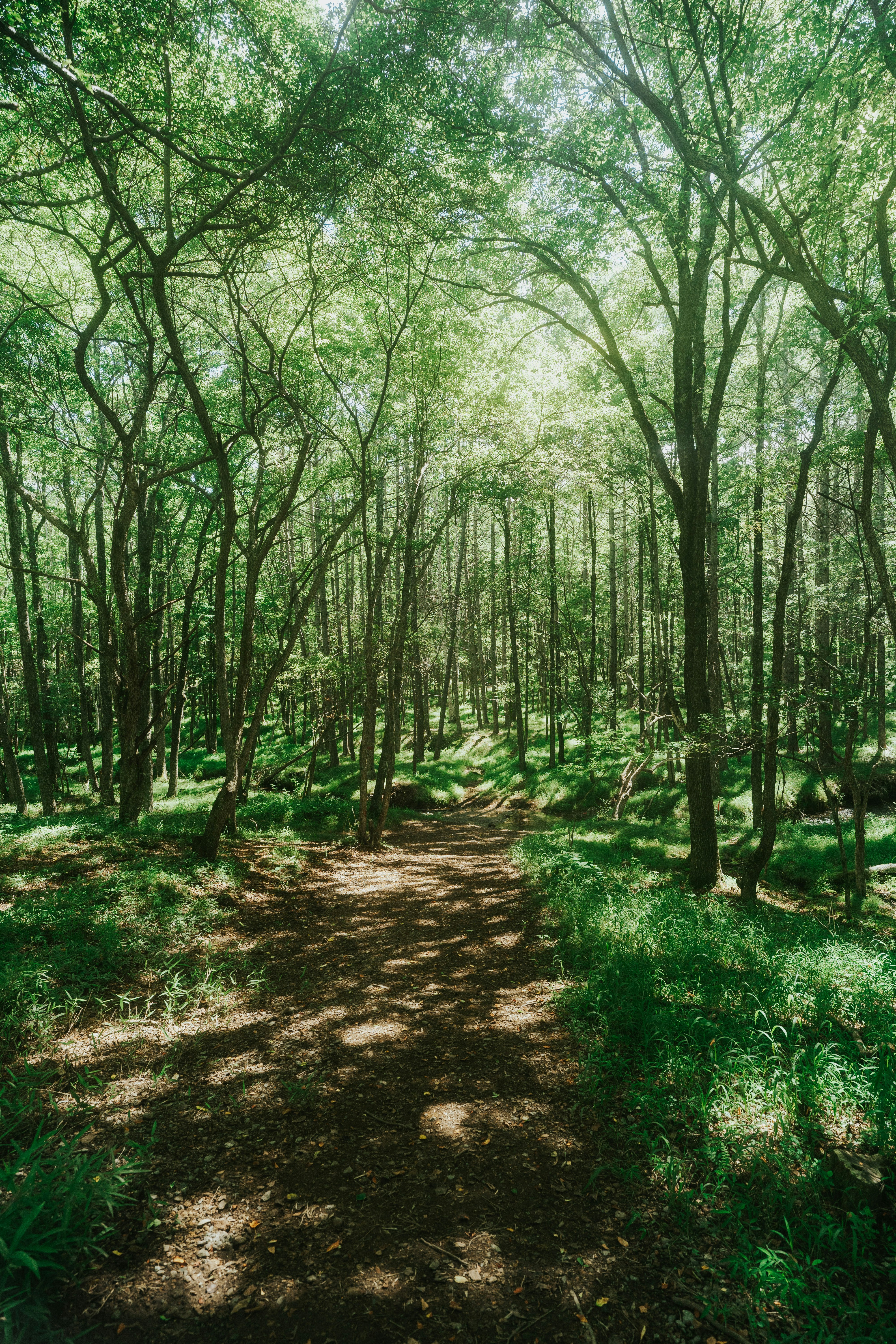 green trees on brown soil