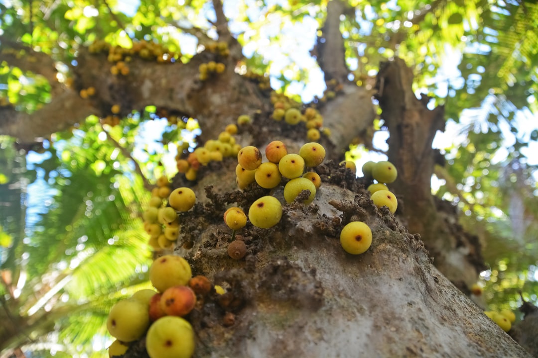 yellow round fruits on tree