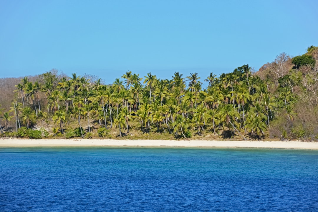 green palm trees on beach during daytime