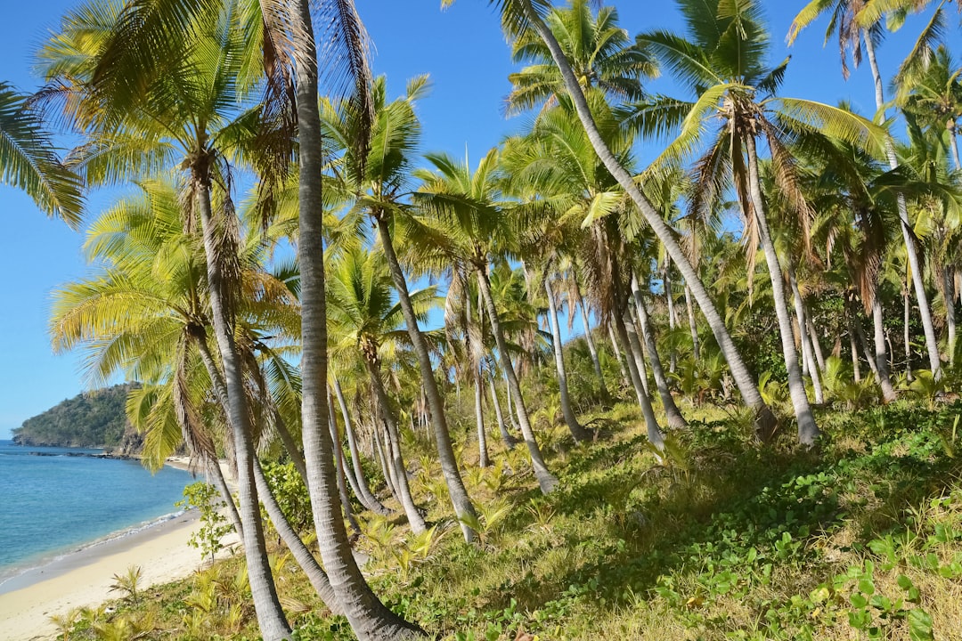 green coconut palm trees on white sand beach during daytime