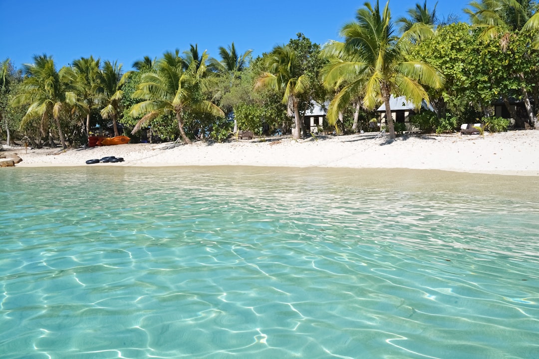 green palm trees on beach during daytime