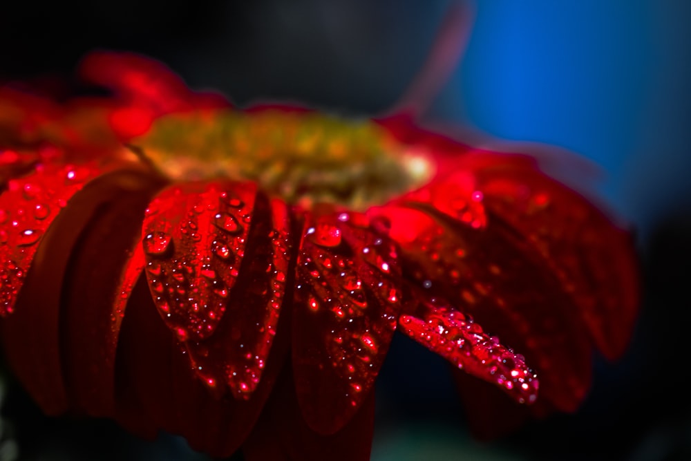 fleur rouge avec des gouttelettes d’eau