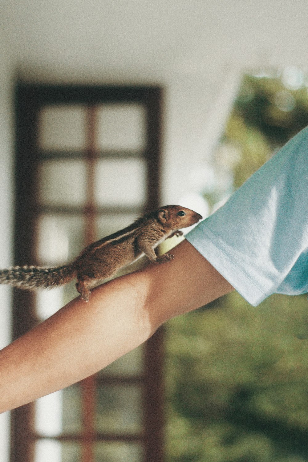 brown squirrel on persons hand