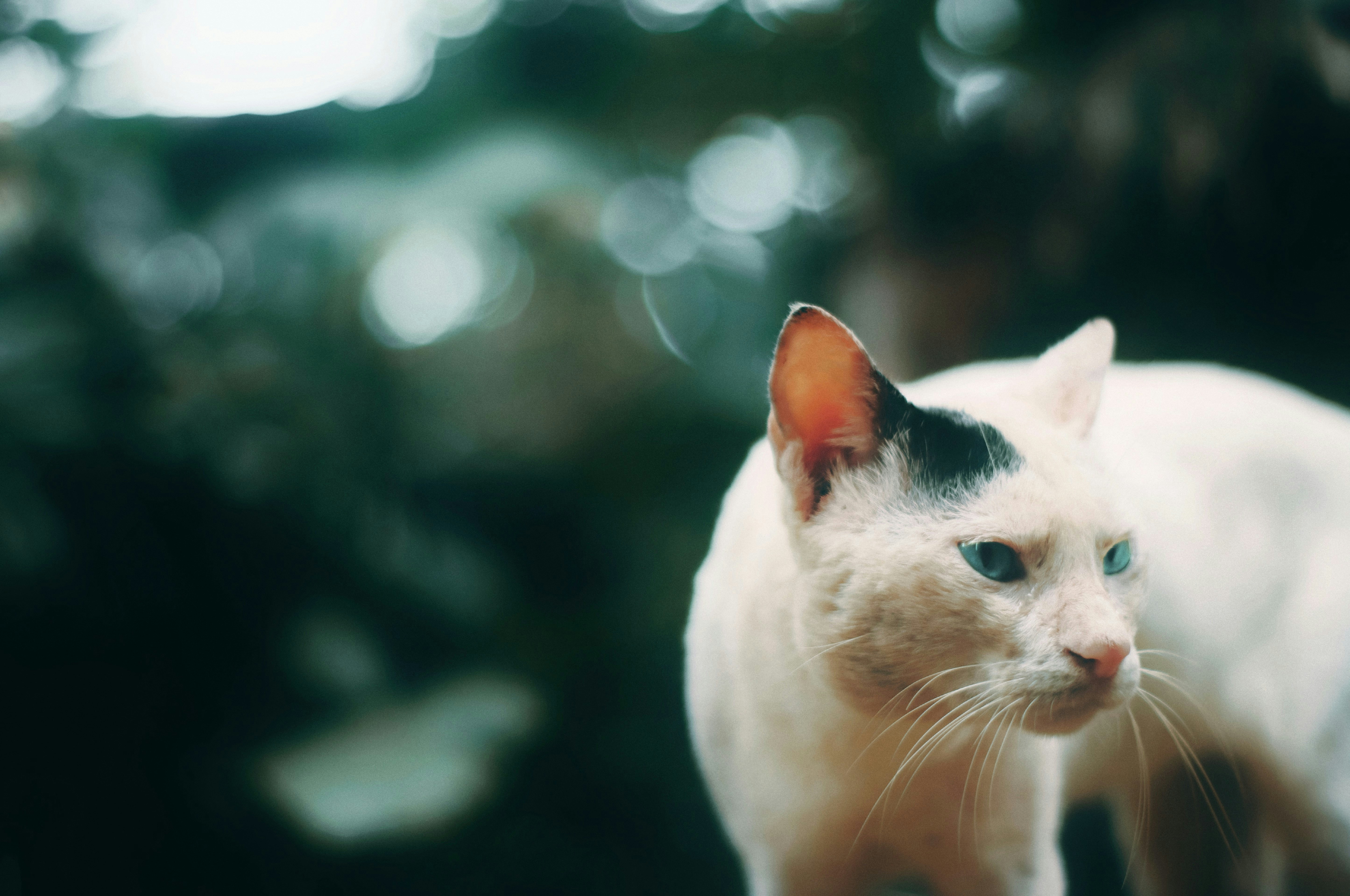 Photo by niranjan_photographs