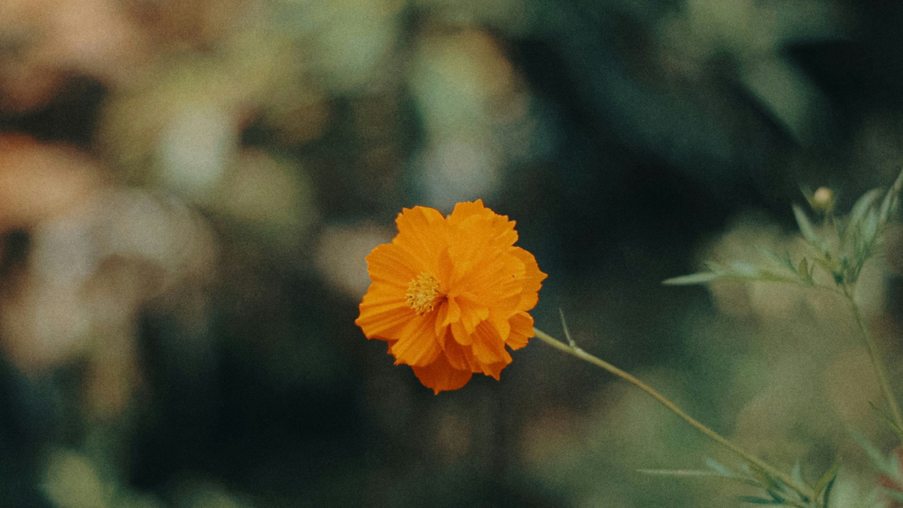 Photo by niranjan_photographs