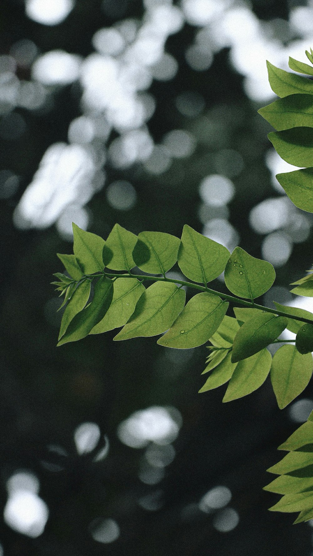 green leaves in tilt shift lens