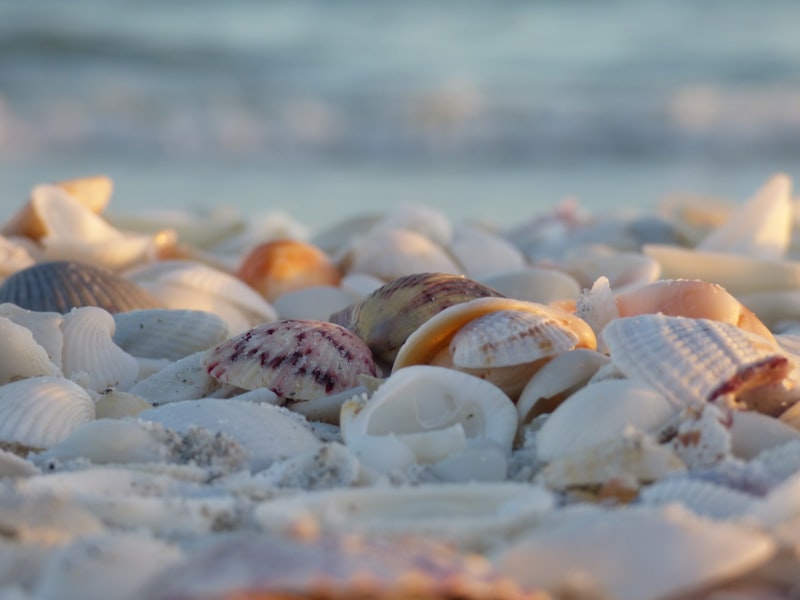 Sanibel Island Beach Florida