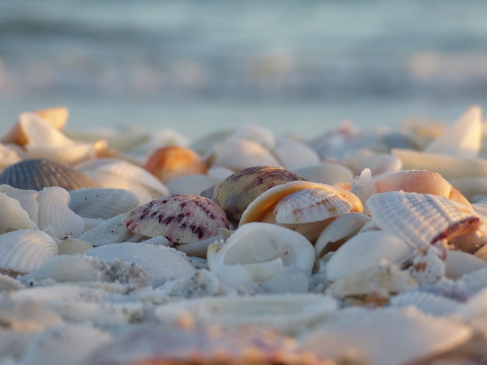 white and brown seashells on white snow