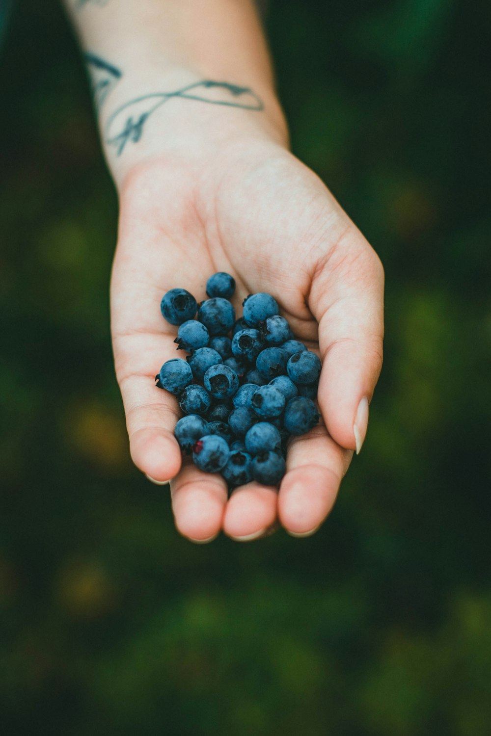 person holding blue berries during daytime