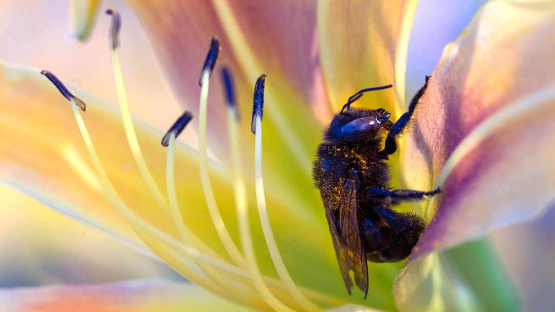 blue and black bee on yellow flower