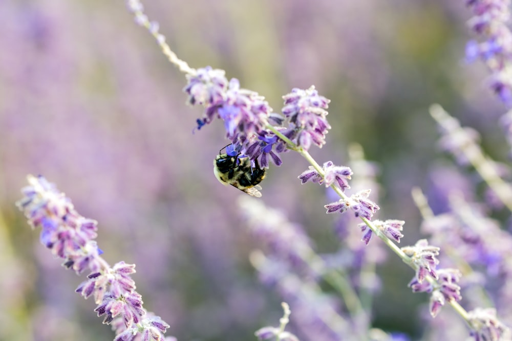 black and yellow beetle perched on purple flower in close up photography during daytime