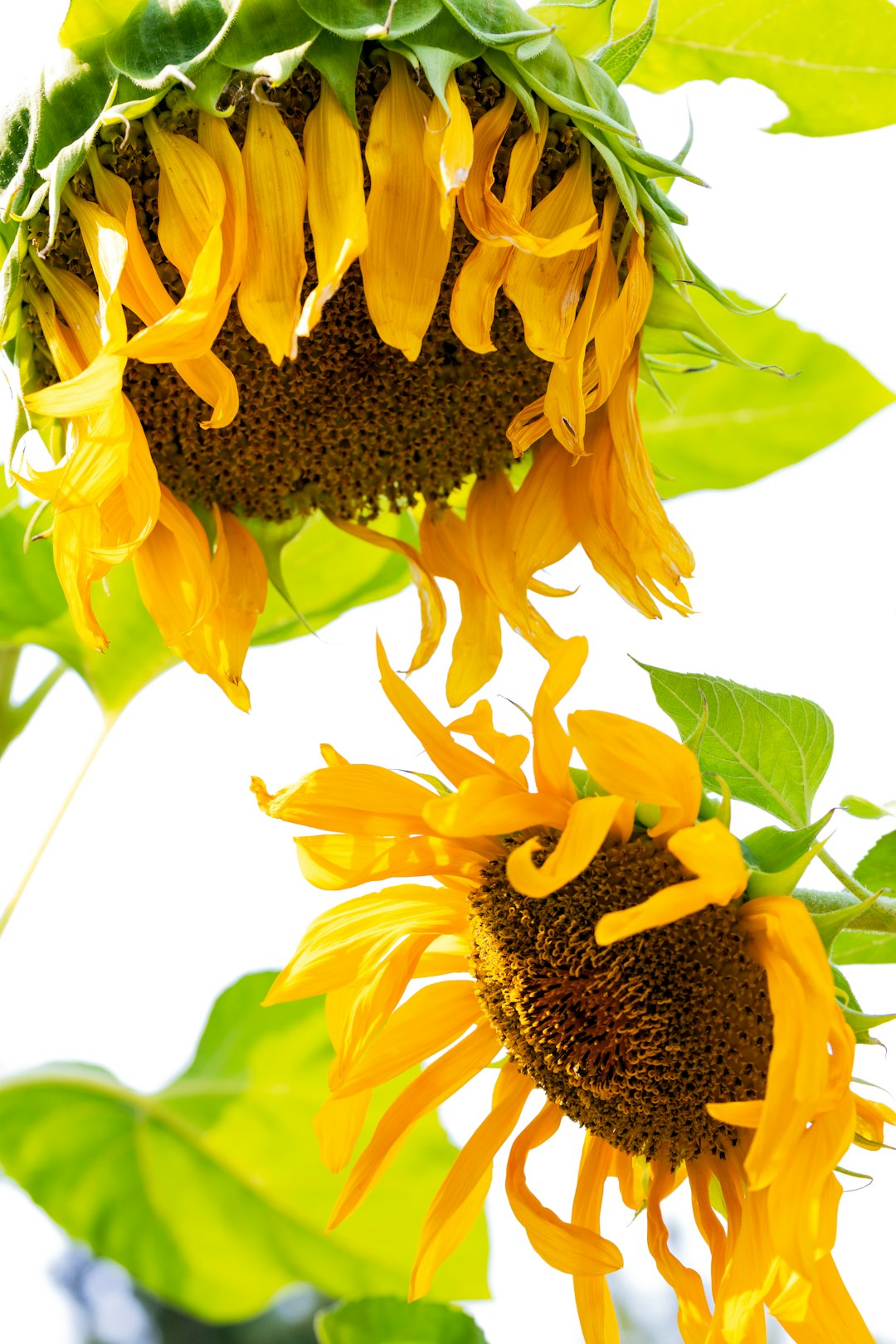 sunflower in close up photography