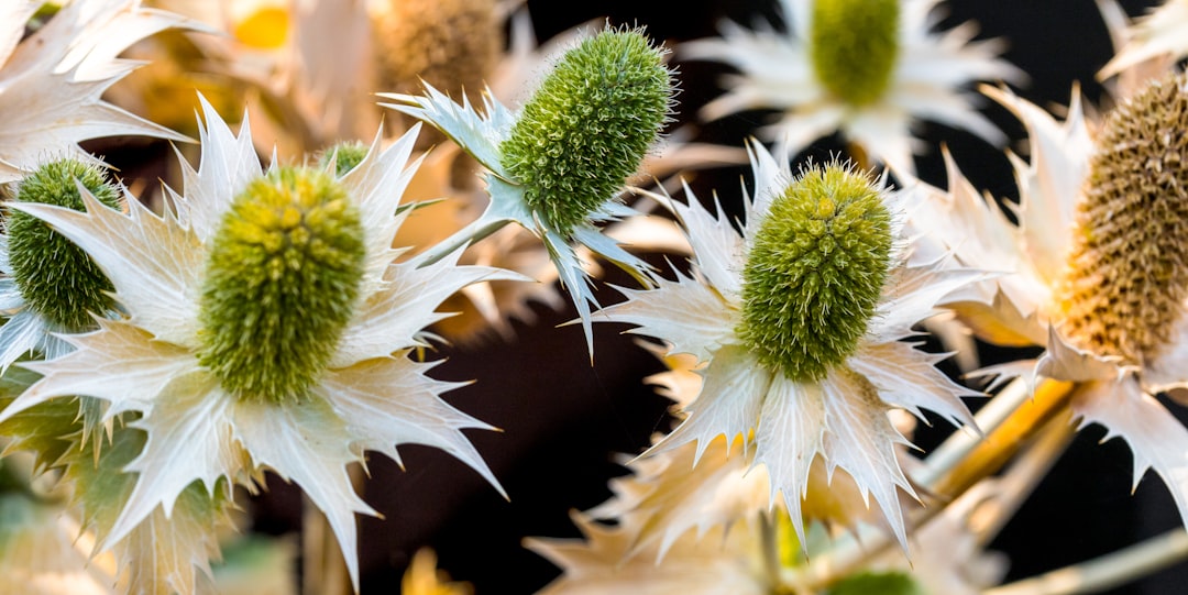 white and green flower in macro lens photography