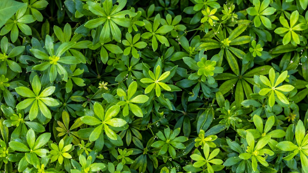 plante à feuilles vertes pendant la journée