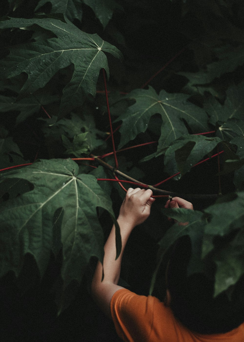 woman in black tank top holding green leaves